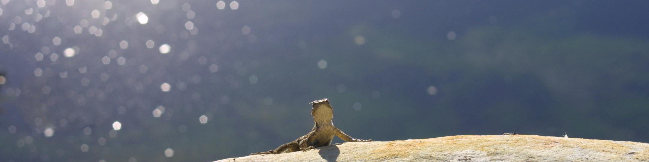 Western fench lizard (Sceloporus occidentalis) sunning on rock above Ventura River